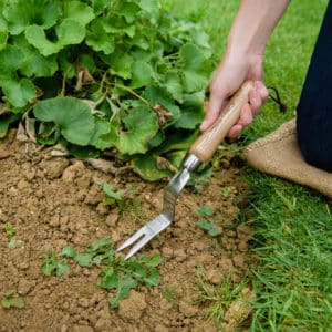 Kent & Stowe Stainless Steel Hand Daisy Grubber
