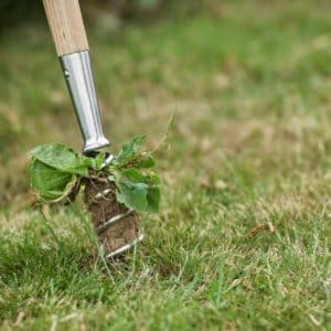 Kent & Stowe Stainless Steel Long Handled Corkscrew Weeder