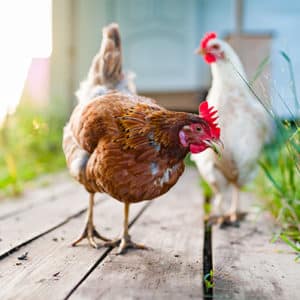 Chicken