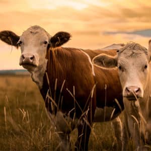 Cow