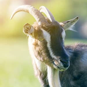 Goat