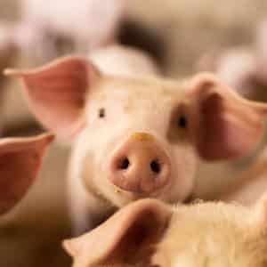 Pig