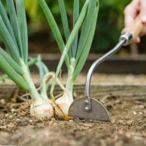 Kent & Stowe Stainless Steel Hand Onion Hoe