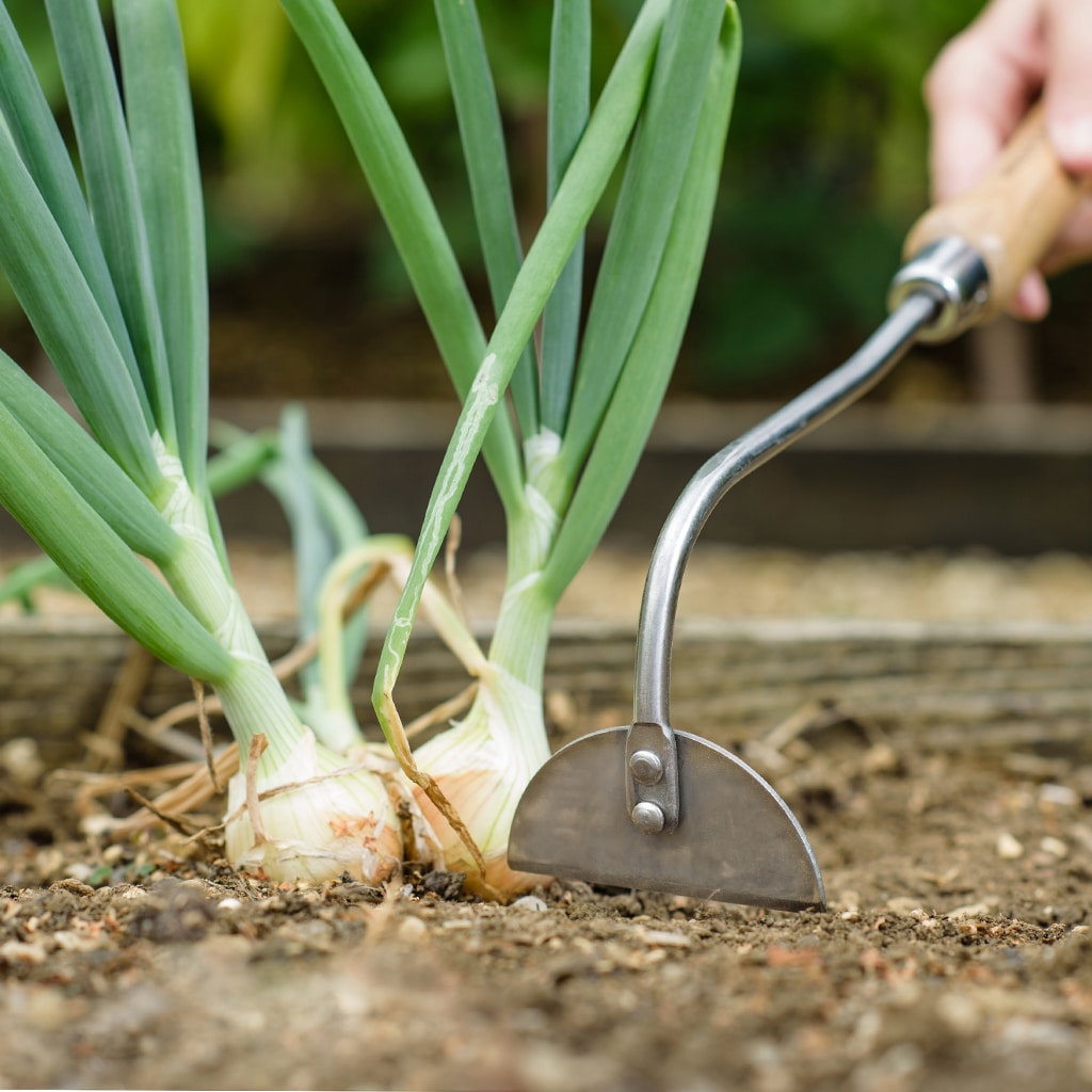 Kent & Stowe Stainless Steel Hand Onion Hoe